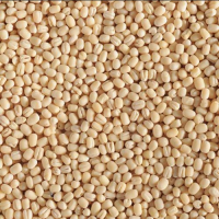 Urad dal Urad dal